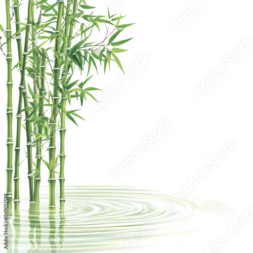 bamboo plants