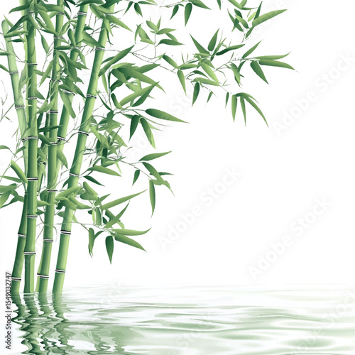 bamboo plants
