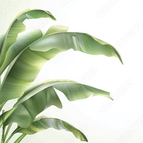 banana leaves