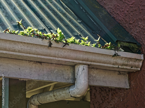 Plants growing in a guttering or spouting in need of clearing