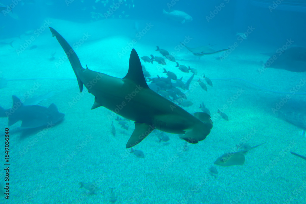 Obraz premium Scalloped hammerhead (Sphyrna lewini) under water