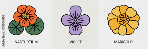 Icon set of edible flowers nasturtium, violet, and marigold on white background
