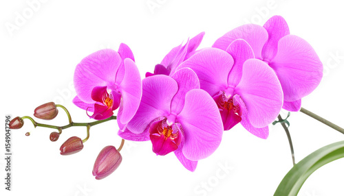 Beautiful purple orchid flower with delicate petals. Outstanding orchid isolated on white background
