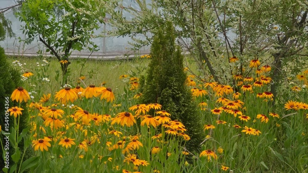 Fototapeta premium A vibrant cluster of yellow wildflowers blooming among greenery in a lush natural garden.
