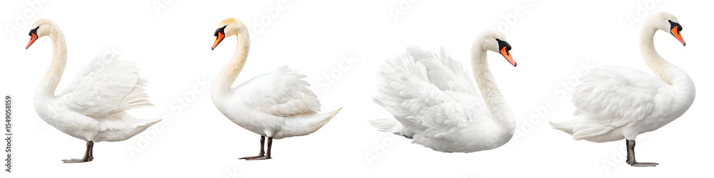 Fototapeta premium Elegant White Swans Isolated on White Background