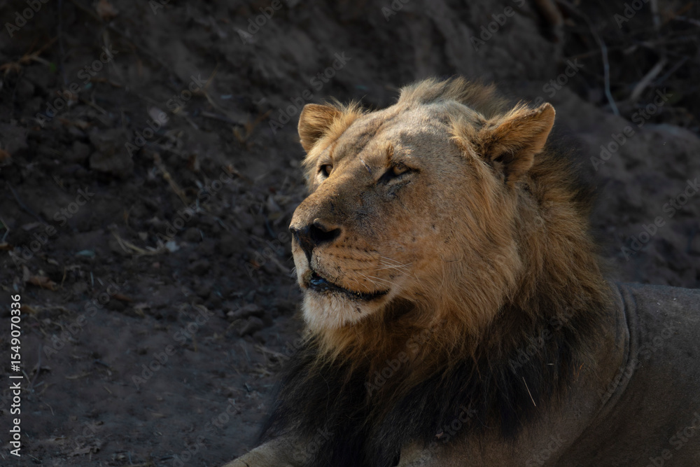 Obraz premium Male lion