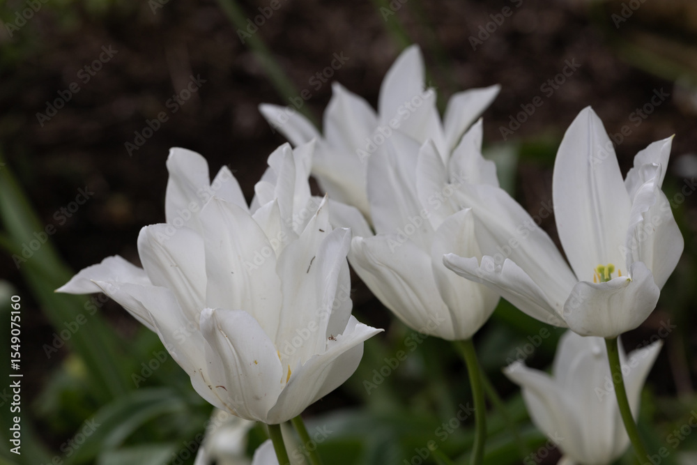 Fototapeta premium A detailed view of pristine white tulips against a blurred natural background.