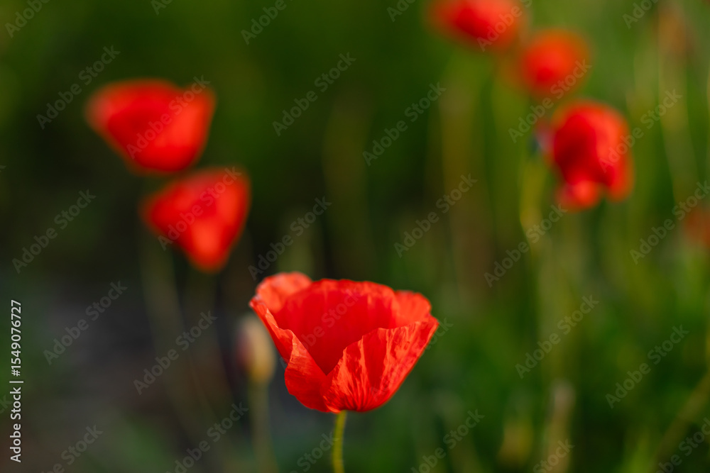 Naklejka premium Close-up of blooming red poppy flowers in a green meadow. Natural floral background, summer season, selective focus. Blooming poppy field, ideal as floral background or seasonal nature backdrop.