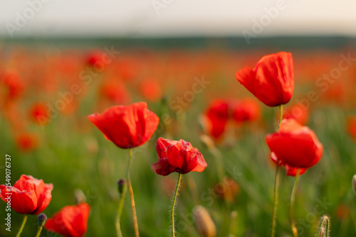 Close-up of blooming red poppy flowers in a green meadow. Natural floral background,  summer season, selective focus. Blooming poppy field, ideal as floral background or seasonal nature backdrop.