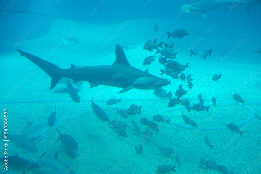 Fototapeta premium Sand tiger Shark (Carcharias taurus) under water