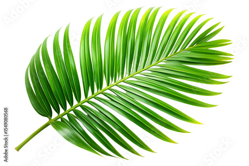 tropical nature green palm leaf image isolated on transparent