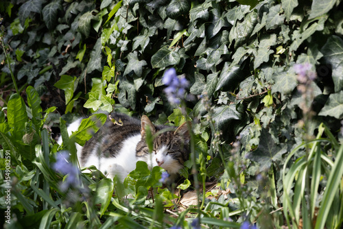 A serene tabby cat peacefully naps among green ivy leaves and flowering plants in a sunlit garden.