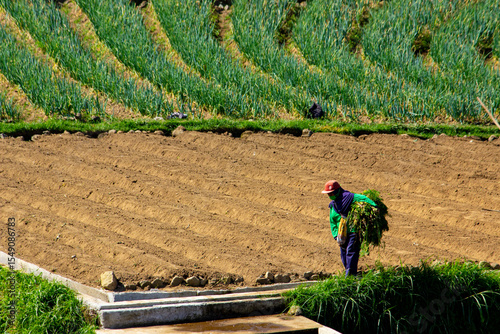 фотографія the farmer is harvesting carrots in the terraced fields