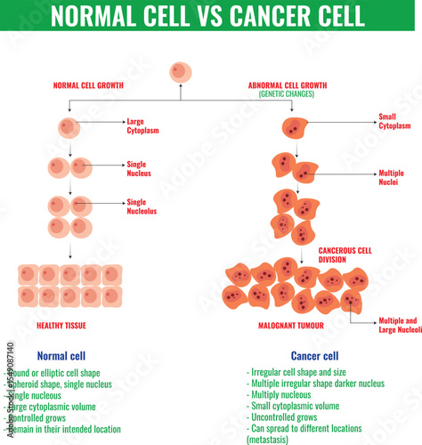Normal Cell vs Cancer Cell Key Differences Explained