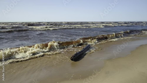 Storm in the Baltic in summer on a sunny day. Waves crash onto a sandy beach. Latvia, Gulf of Riga. The tree trunk sways on the waves.