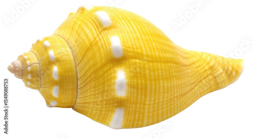 Wallpaper Mural Isolated Yellow Seashell Torontodigital.ca