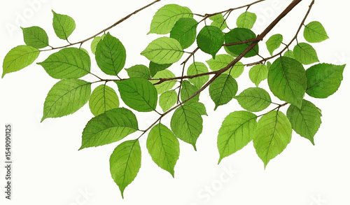 Verdant Vein Green Branch isolated watercolor vector illustration svg
