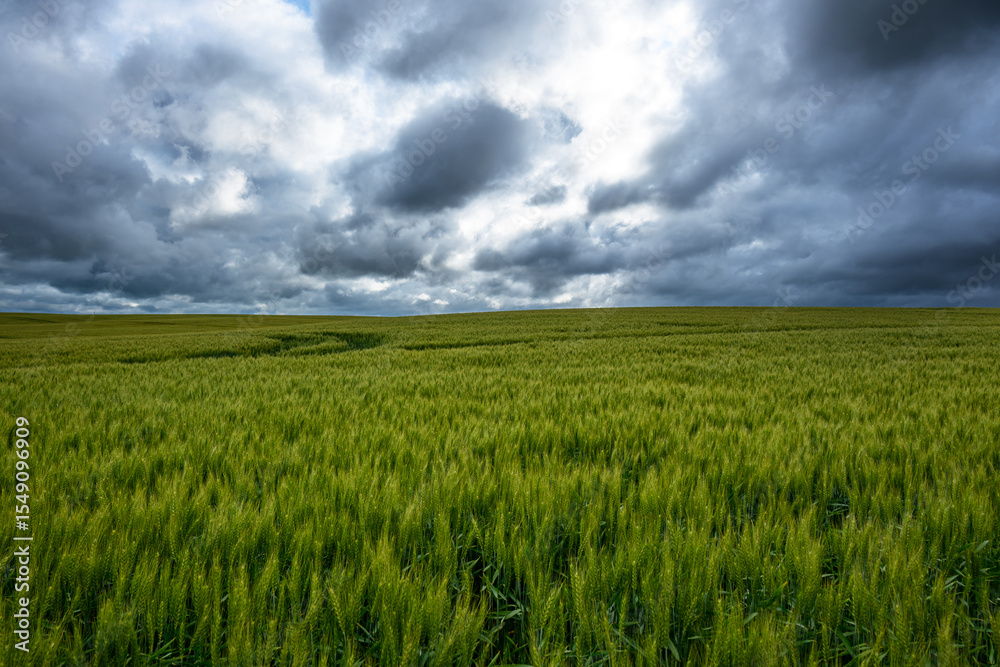 Obraz premium Rural agricultural landscape in western Latvia in late june.