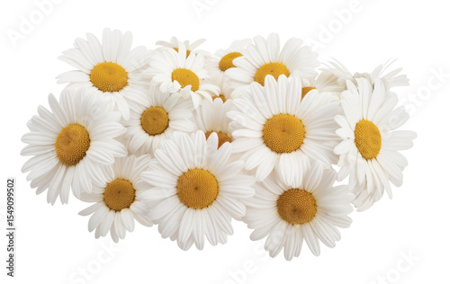 daisy flowers cluster isolated on transparent background