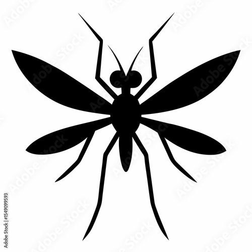 black and white spider
