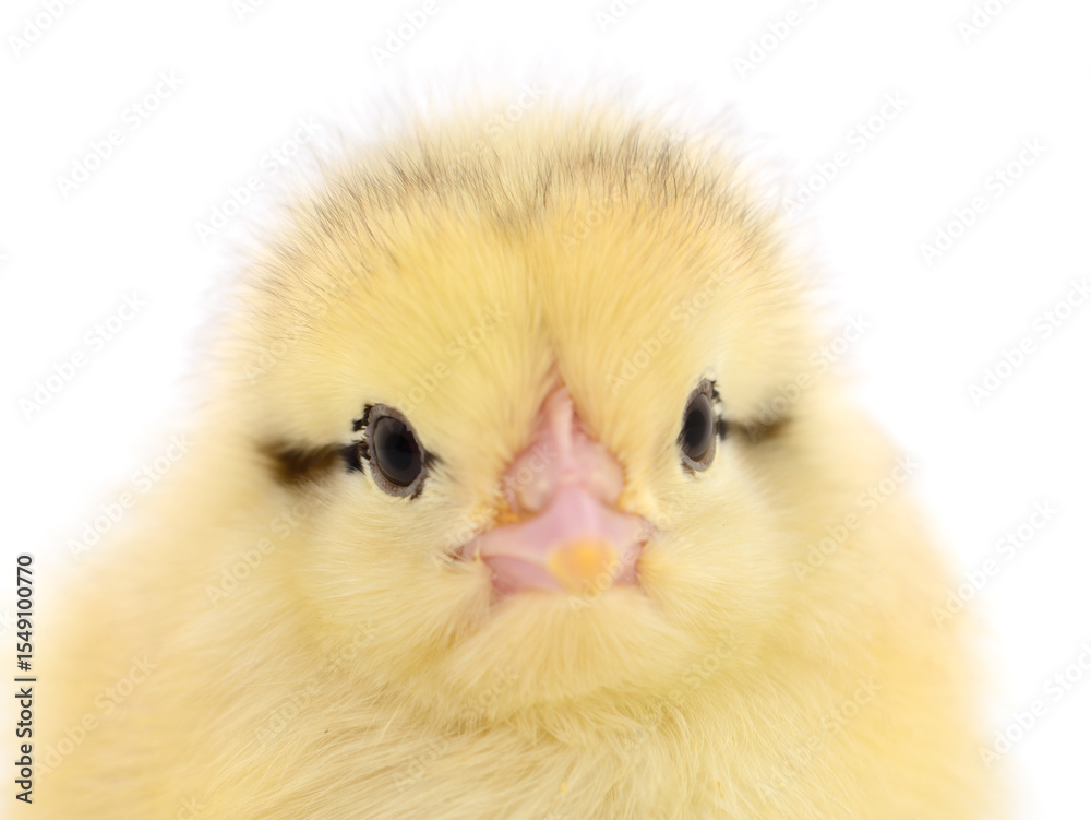 Obraz premium Small yellow chicken