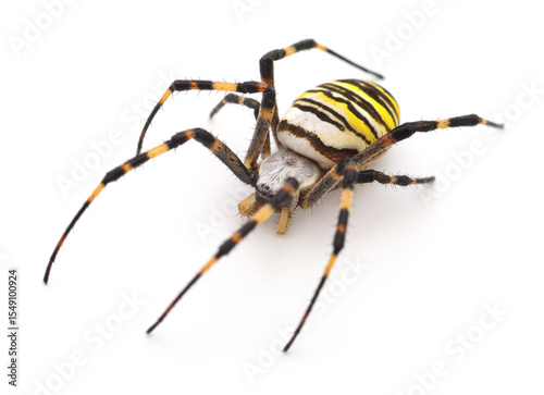 Konstfotografi Yellow and brown spider.