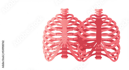 Rib Cage Anatomy: An artistic, digitally-crafted representation of the human skeletal rib cage, meticulously rendered to highlight its intricate structure and design.