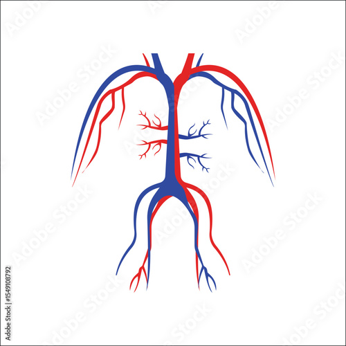 Circulatory System Illustration: A vivid illustration depicting the complex network of arteries and veins that make up the human circulatory system.