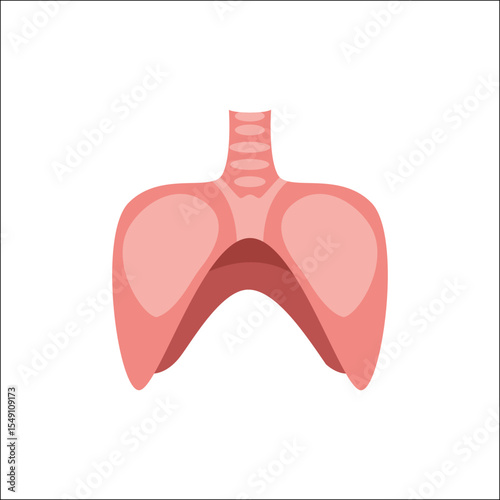 Anatomical Illustration: An artistic depiction of human lungs, highlighting the intricate network responsible for respiration and breathing, rendered with clean lines and anatomical accuracy.