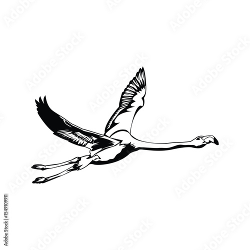 Greater flamingo design template