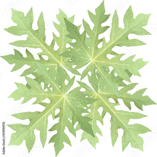 realistic green papaya leaf vector is designed for decoration, ornament or as inspiration for fine art design or applied art