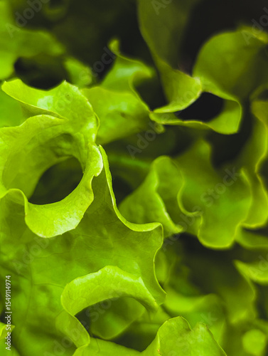 Close-up of fresh green lettuce leaves