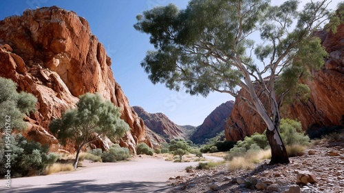 Red rock canyon with gum trees in sunlight

