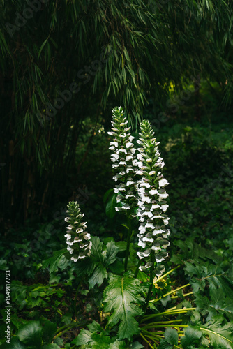 Acanthus mollis in the wild