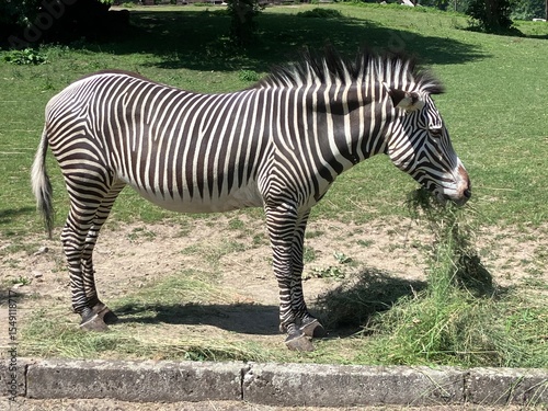 zebra in the zoo eating grass