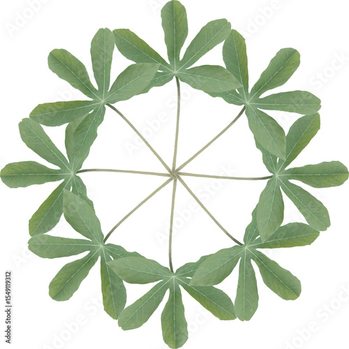 Realistic green cassava leaf vectors are arranged for decoration needs, ornaments or as inspiration for fine art designs or applied art