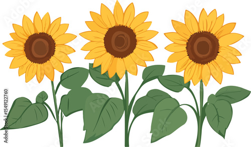 Three Sunflowers in a Row Isolated on White Background Illustration
