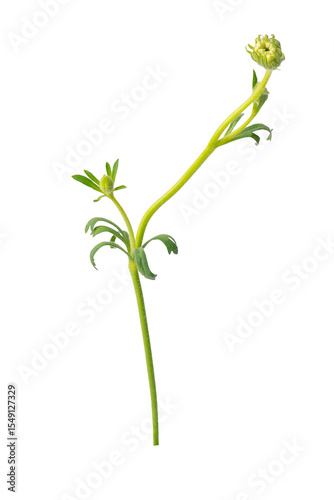 High Quality PNG of flower bud isolated on white background