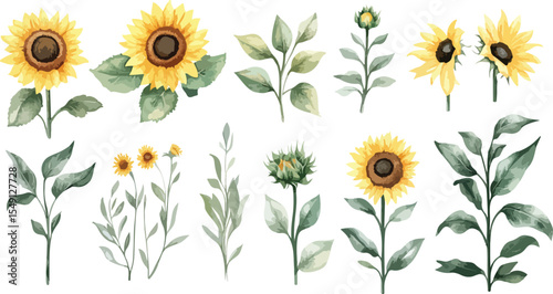 Watercolor Sunflower and Foliage Illustration on White Background for Design