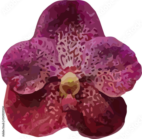 vector image of orchid flower on a white background