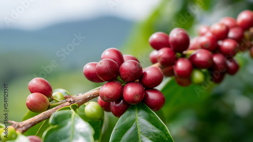 ripe red coffee cherries on tree branch.