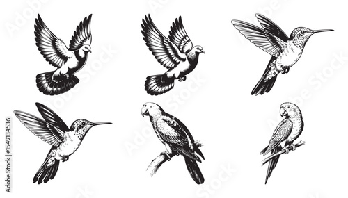 Vintage Engraving Illustrations of Birds: Doves, Hummingbirds, and Parrots