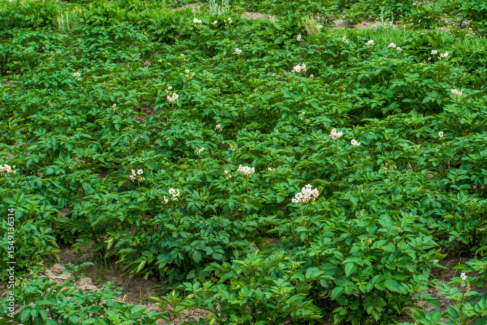 Fototapeta premium Agriculture Potato crop in Farmer field of Paro, Bhutan