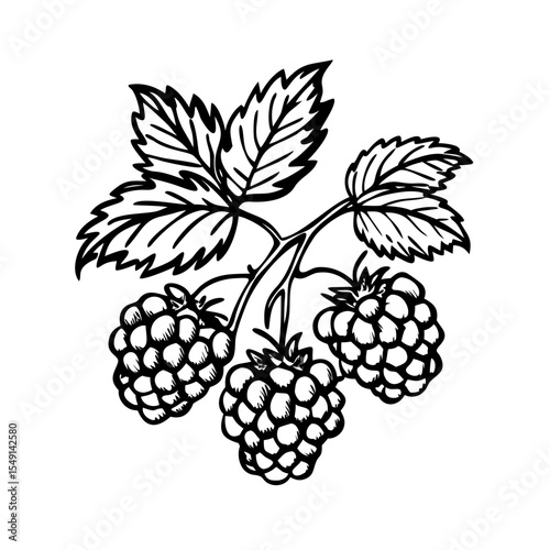 vector illustration of berries