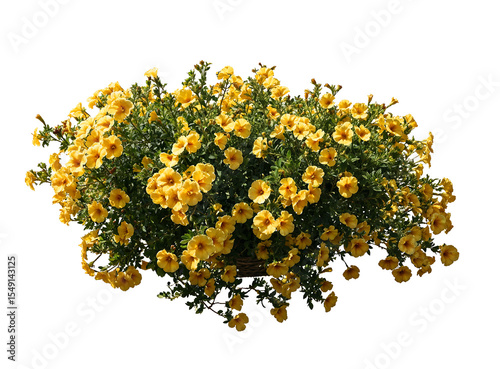 Lush rounded shrub covered with bright yellow blooms amid green foliage, creating a vibrant flowering bush isolated on transparent background for landscape design