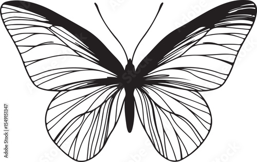 Elegant Butterfly Illustration with Detailed Wing Patterns in Black and White