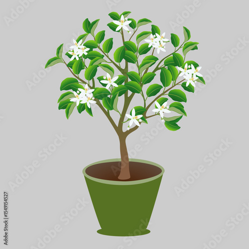 Blooming lemon tree in a pot on gray background..eps