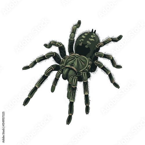 tarantula vector illustration on white background