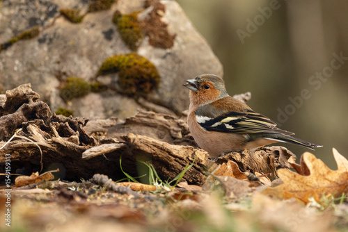 Pinzón vulgar- Fringilla coelebs. Abundant bird on the edges of the mountain range forests, where it feeds on insects and seeds.