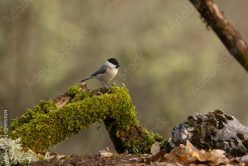 Carbonero palustre - Poecile palustris. Another of the restless ones who show up at the session and who is impossible to catch more than once in the same position and in the same place